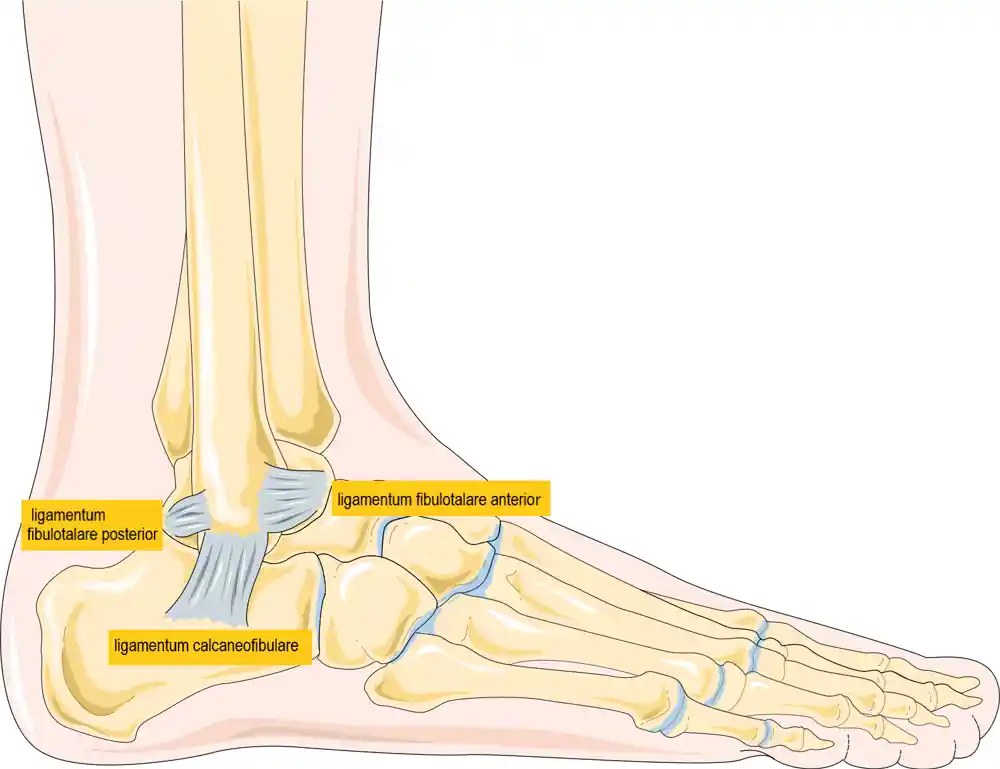 Schematisk skiss av fotledens benstruktur och ledband lateralt. Fotleden utgörs av talus, tibia och fibula, stabiliserat av ligamentum fibulotalare anterior, ligamentum calcaneofibulare och ligamentum fibulotalare posterior.